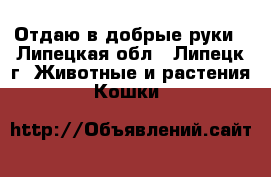Отдаю в добрые руки - Липецкая обл., Липецк г. Животные и растения » Кошки   